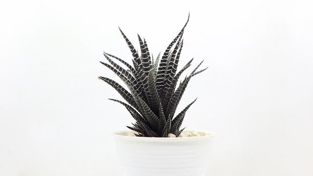 Rotating Video pf Beautiful Natural Green Cactus Plant in Clean Ceramic Pot with Stones Accessories in White Isolated Background