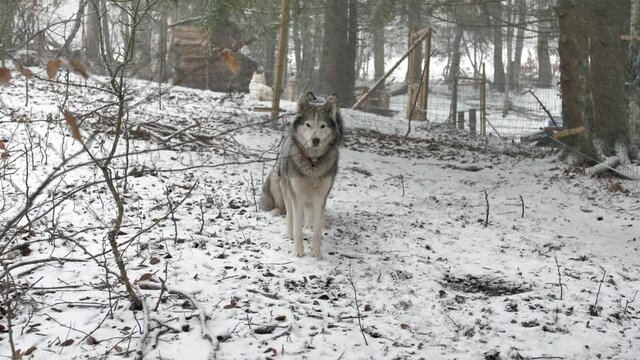 Beautiful Malamut Husky Dog Snow