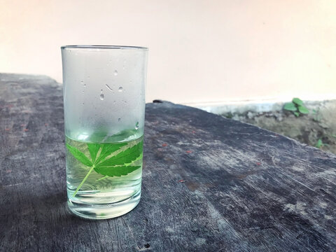 A glass of tea made from cannabis leaves on wooden floor