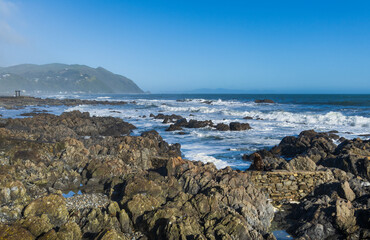 Sunbathing Fur Seal