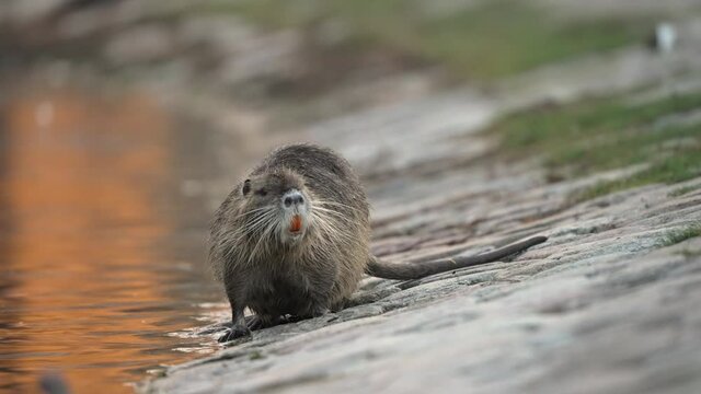 Inquisitive Nutria exploring the bank of a lake in daylight; moves into water, shallow focus