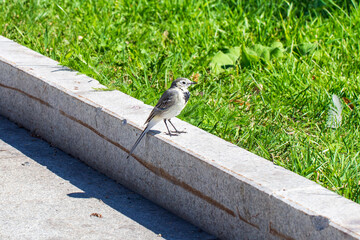 Grey wagtail (Motacilla cinerea) close up