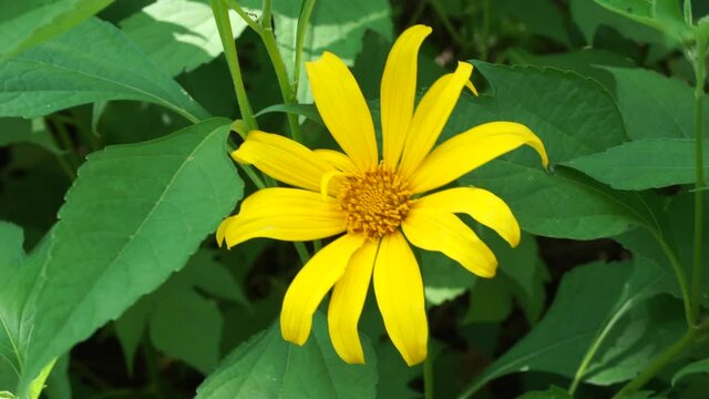 Mexican sunflower (Tithonia diversifolia) with a natural background. Also, use as herbal medicine for diabetes