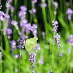 Beautiful yellow Gonepteryx rhamni or common brimstone butterfly on a purple lavender flower in a sunny garden.