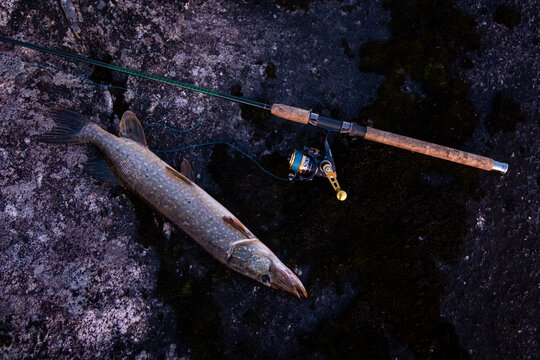 karelian pike