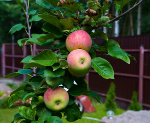 Carrots grow in the garden at the dacha