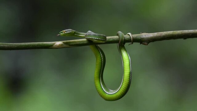 White-lipped Pit Viper, Trimeresurus albolabris, Kaeng Krachan National Park, UNESCO World Heritage, Thailand; seen coiling its length around a branch facing to the left while showing its tongue out.