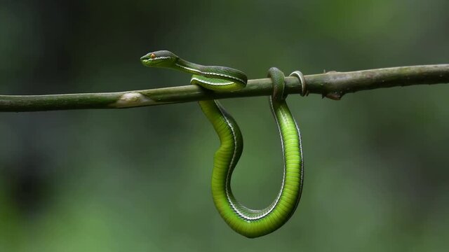 White-lipped Pit Viper, Trimeresurus albolabris, Kaeng Krachan National Park, UNESCO World Heritage, Thailand; part of its body swinging down with full belly, it is ready to strike facing to the left.
