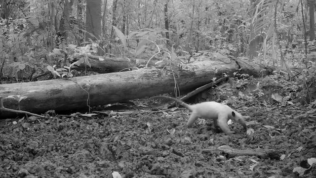 anteater in the rainforest. tamandua at night