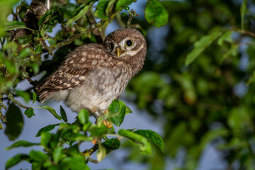 Steinkauz (Athene noctua)