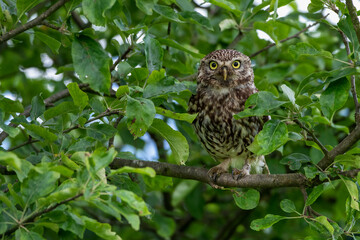 Steinkauz (Athene noctua)