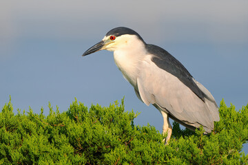 Black-crowned Night Heron in Tree