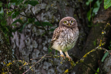 Steinkauz (Athene noctua)