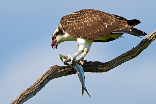 Juvenile Osprey in Tree with Large Fish