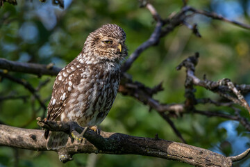 Steinkauz (Athene noctua)