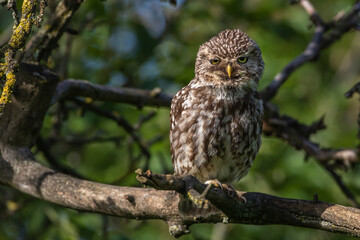 Steinkauz (Athene noctua)