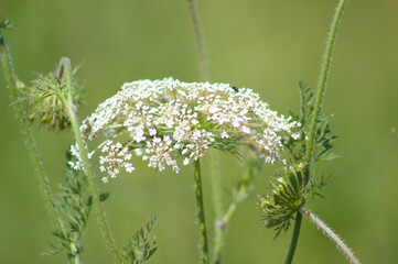 Wild carrot inflorescence closeup view with blurred background