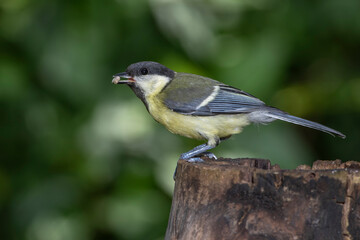 Kohlmeise (Parus major) Jungvogel