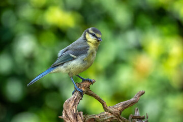 Blaumeise (Cyanistes caeruleus) Jungvogel