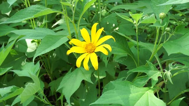 Mexican sunflower (Tithonia diversifolia) with a natural background. Also, use as herbal medicine for diabetes