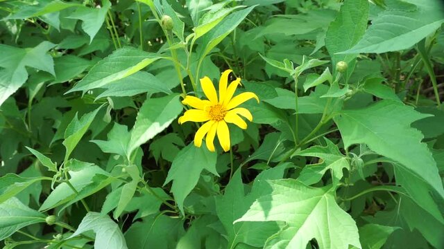 Mexican sunflower (Tithonia diversifolia) with a natural background. Also, use as herbal medicine for diabetes