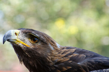 Golden Eagle Reaches