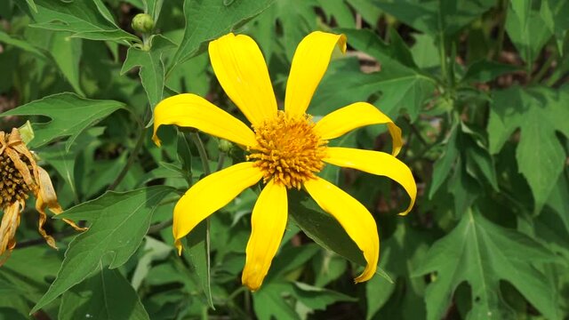 Mexican sunflower (Tithonia diversifolia) with a natural background. Also, use as herbal medicine for diabetes