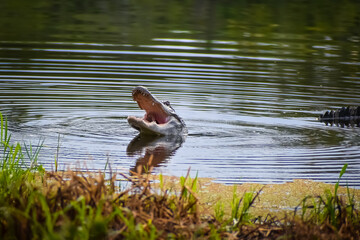Alligator in swamp eating prey