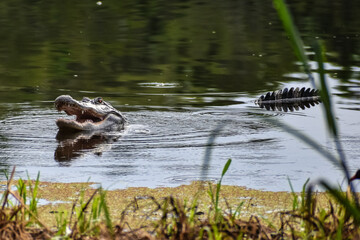 Alligator in swamp eating prey