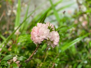 pink flowers in the garden
