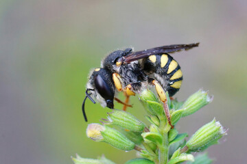 Closeup of the white faced male of the Black-tailed Small-Woolcarder bee, Pseudoanthidium melanurum on top of a plant  in Gard, France