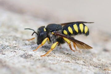 Lateral closeup of the white faced male of the Black-tailed Small-Woolcarder bee, Pseudoanthidium melanurum in Gard, France