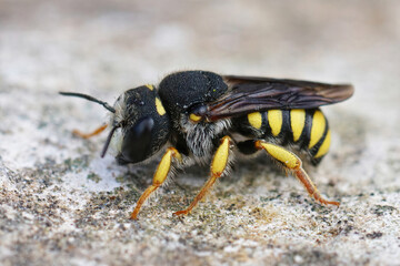 Lateral closeup of the white faced male of the Black-tailed Small-Woolcarder bee, Pseudoanthidium melanurum in Gard, France