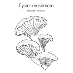 Oyster fungus Pleurotus ostreatus , edible and medicinal mushroom © foxyliam