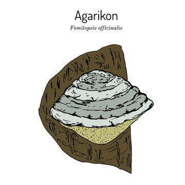 Agarikon, or quinine conk fungus Fomitopsis or Laricifomes officinalis , medicinal mushroom