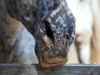 Spotted nose color of a dappled horse