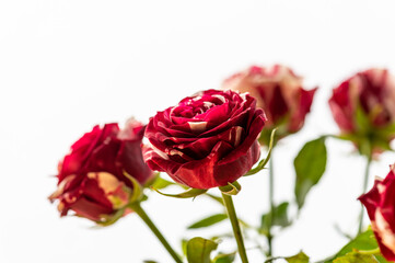 red rose on a white background