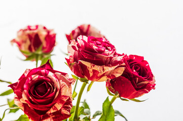 bouquet of red roses
