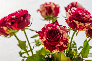 Fototapeta premium bunch of roses