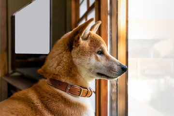 Lonely purebred Shiba Inu dog stay indoor at home looking outside window view.