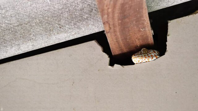Tokay gecko pops out of the hiding place under the roof, Many orange color dots spread on blue skin of Gekko gecko, Big head of the reptile hides in the house