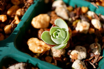 多肉植物・オロスタキス