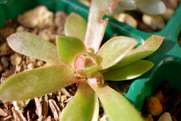 多肉植物・オロスタキス