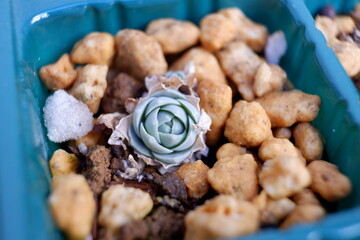 多肉植物・オロスタキス