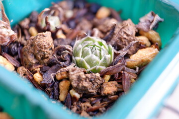 多肉植物・オロスタキス
