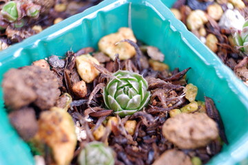 多肉植物・オロスタキス