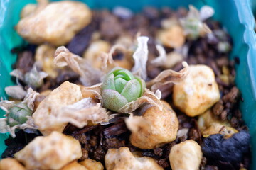 多肉植物・オロスタキス