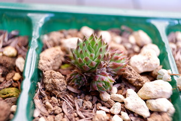 多肉植物・オロスタキス