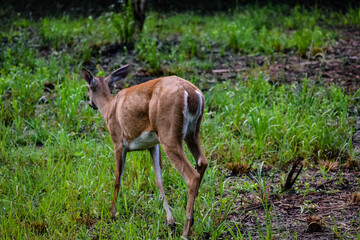 Rear view of a grazing deer