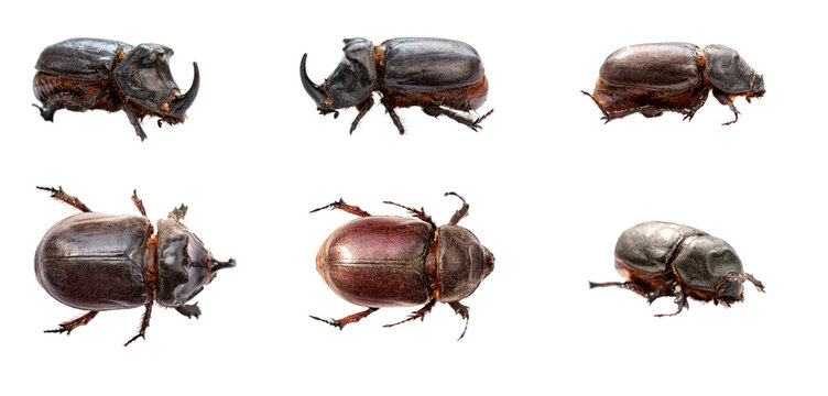 rhinoceros beetles are isolated on a white background